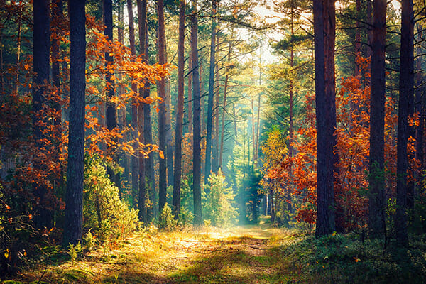 woodland path in fall photography