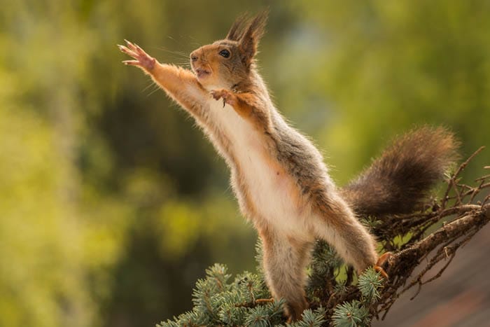 10 Tips for Photographing Squirrels by iPhotography.com