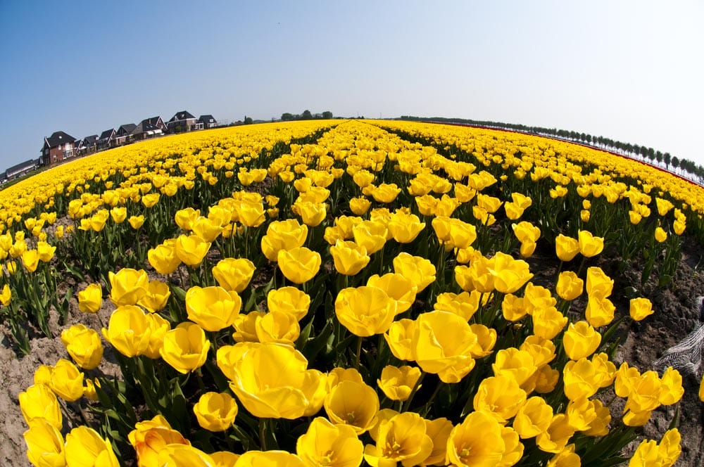 Some beautiful flowers growing during the early spring in the Netherlands, taken with a fisheye lens with intentional barrel distortion.